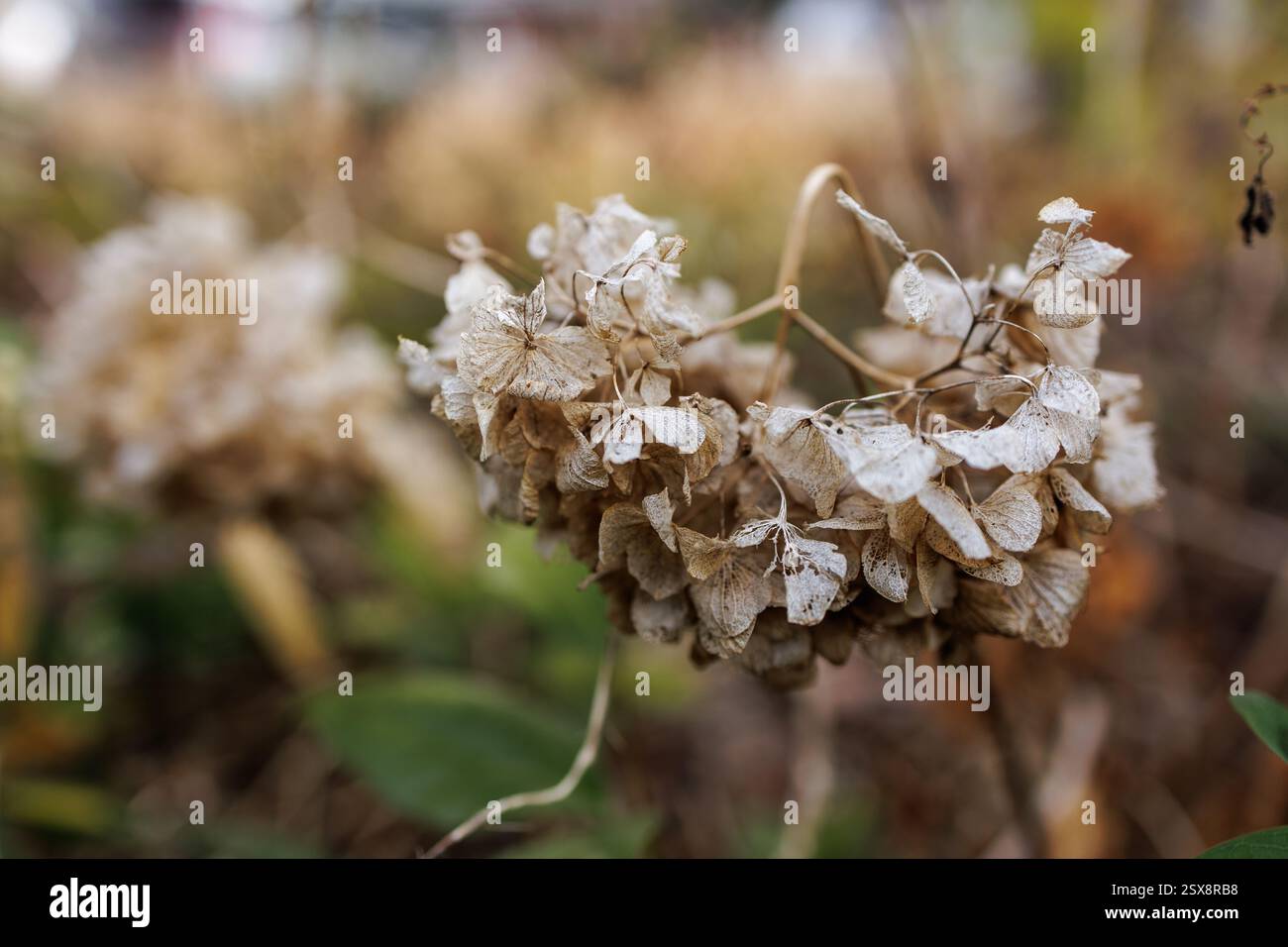 Die zarten, papierfarbenen Blütenblätter der getrockneten Hortensien in braunen Tönen bilden den Hintergrund des Bokeh-Grüns, der den Zyklus des Lebens in der Natur zum Ausdruck bringt. Stockfoto