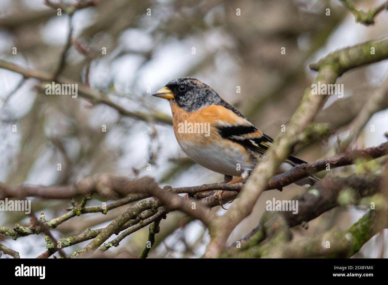 Brambling (Fringilla montifringilla), ein Passerinvogel aus der Familie der finken, der im Spätwinter in England auf einem Baum hockt Stockfoto