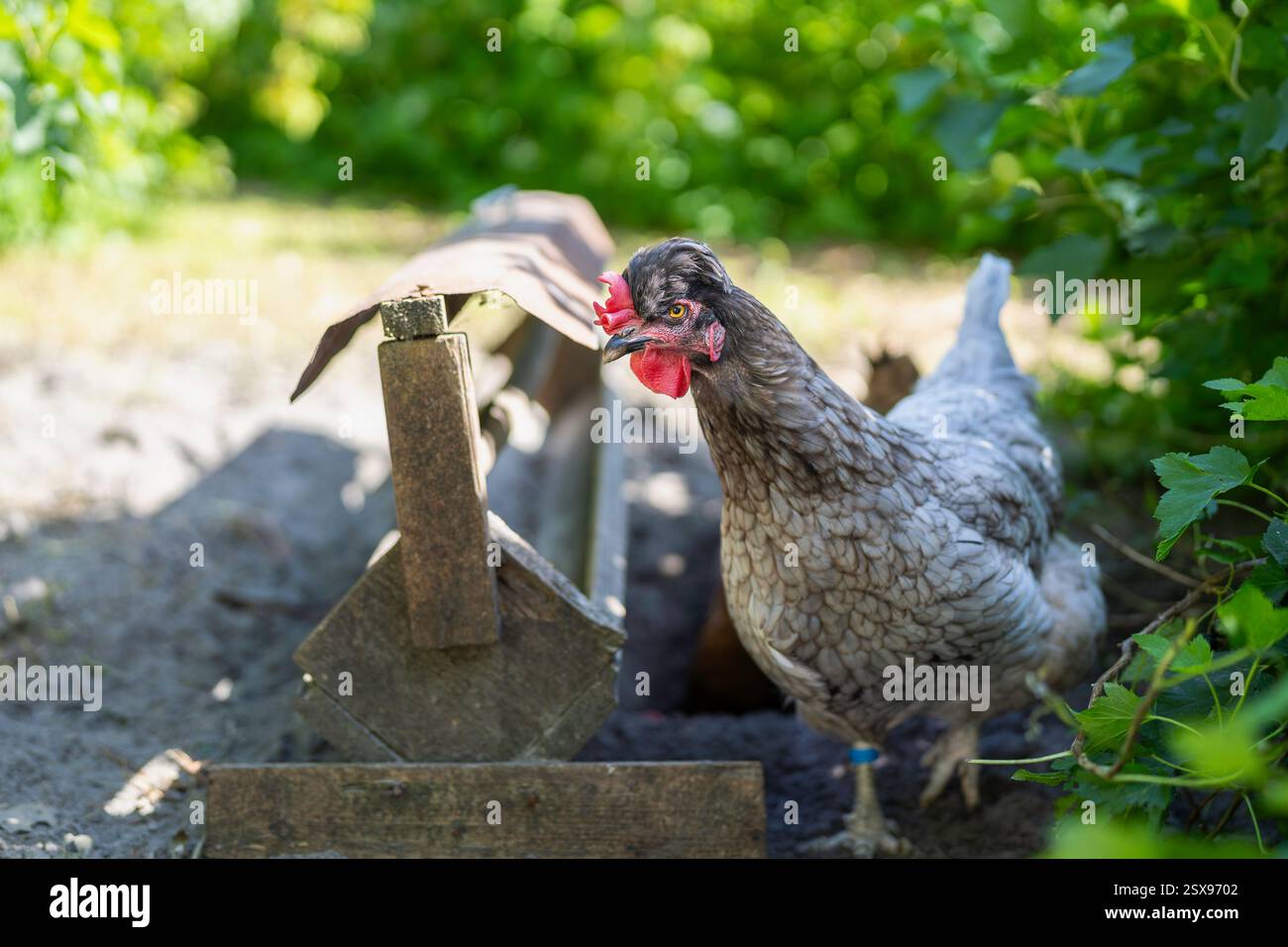 Lustig aussehendes Porträt eines Hühnchens aus Cream Legbar. Henne schaut nach links, scheint neugierig zu sein. Scharfe Details des großen Schnabels, orangefarbenes Auge. Stockfoto