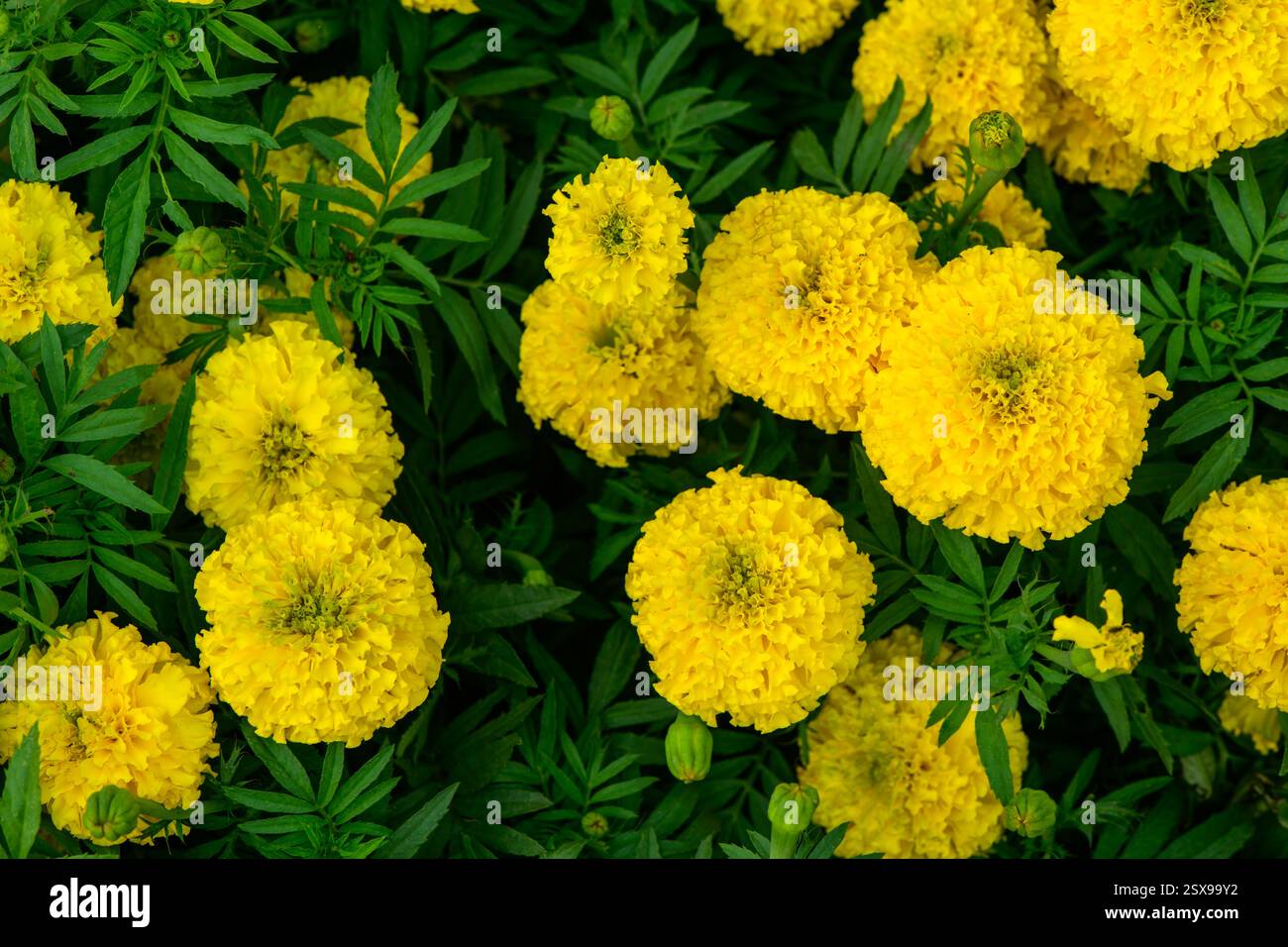 Nahaufnahme des wunderschönen Ringelblumenmusters im Garten. (Tagetes erecta, mexikanische, aztekische oder afrikanische Ringelblume) Stockfoto