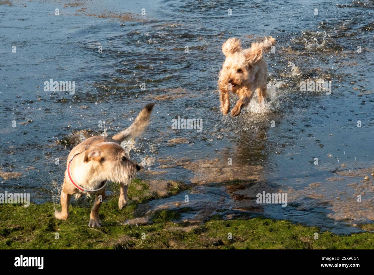 Hunde jagen sich fröhlich und einen Ball im flachen Wasser in der Nähe des Strandes an einem sonnigen, unbeschwerten Tag Stockfoto