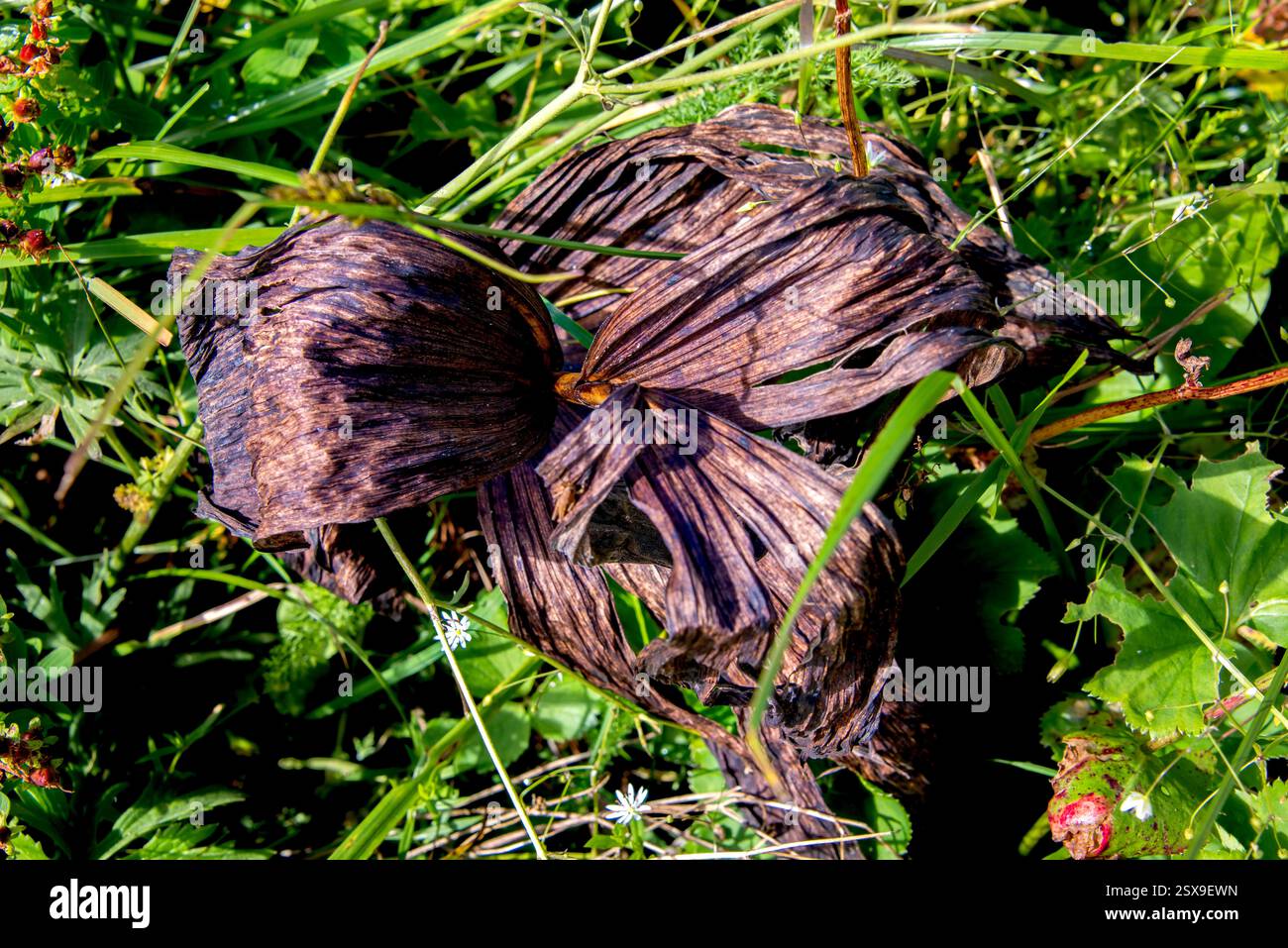 Verwelkte Enzianblätter (Gentiana lutea), die zwischen alpinen Gräsern liegen, symbolisieren den ruhigen Übergang vom lebendigen Leben zum herbstlichen Verfall Stockfoto