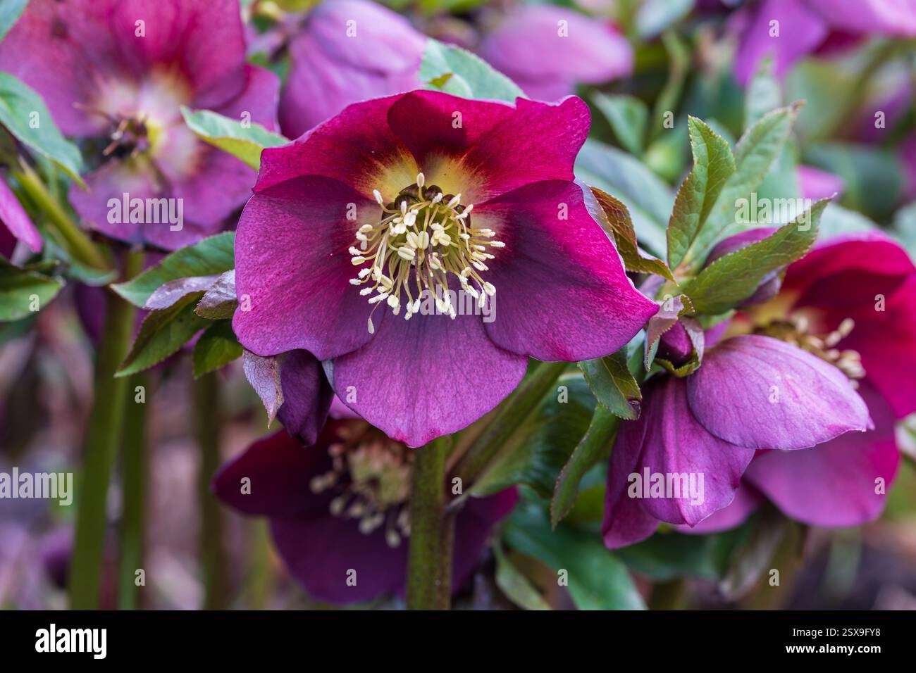 Hellebore, eine harte, schattenliebende Staude in Farben von weiß bis tiefviolett mit nickenden, rosenartigen Blüten im Winter bis zum Frühjahr Stockfoto