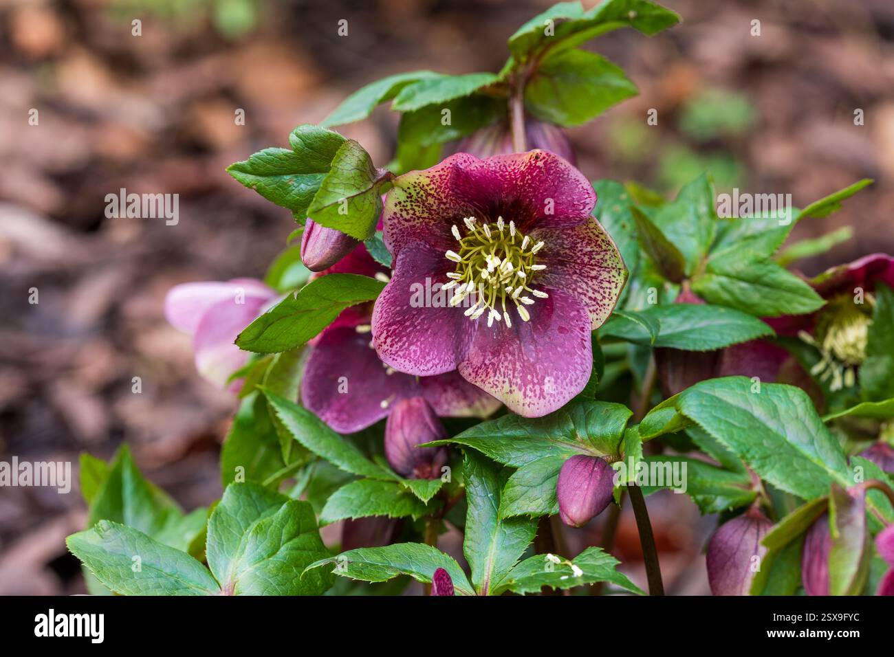 Hellebore, eine harte, schattenliebende Staude in Farben von weiß bis tiefviolett mit nickenden, rosenartigen Blüten im Winter bis zum Frühjahr Stockfoto