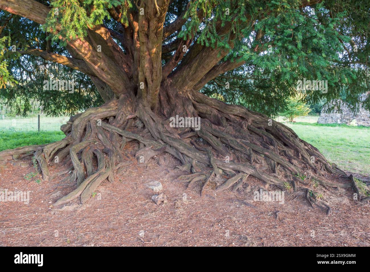 Eiben ast -Fotos und -Bildmaterial in hoher Auflsung  Alamy