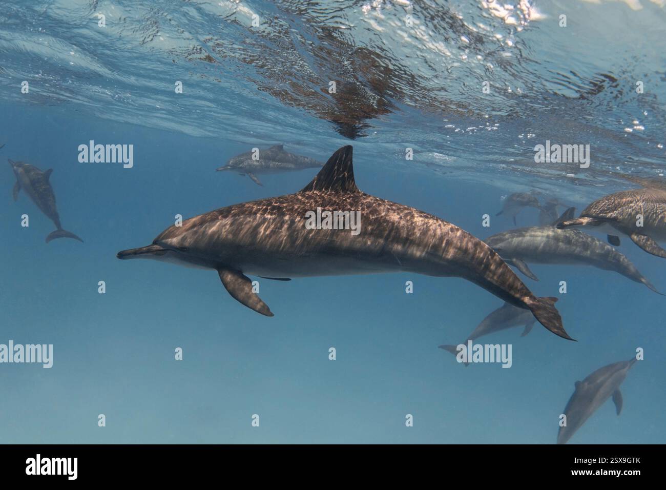 Spinnerdelfin im blauen tropischen Meer unter Wasser Stockfoto