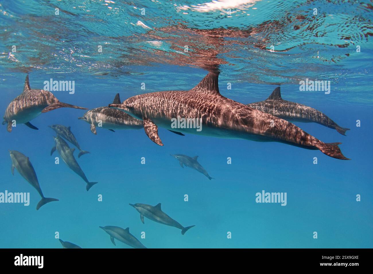 Gruppe von Spinnerdelfinen im blauen Meer unter Wasser Stockfoto