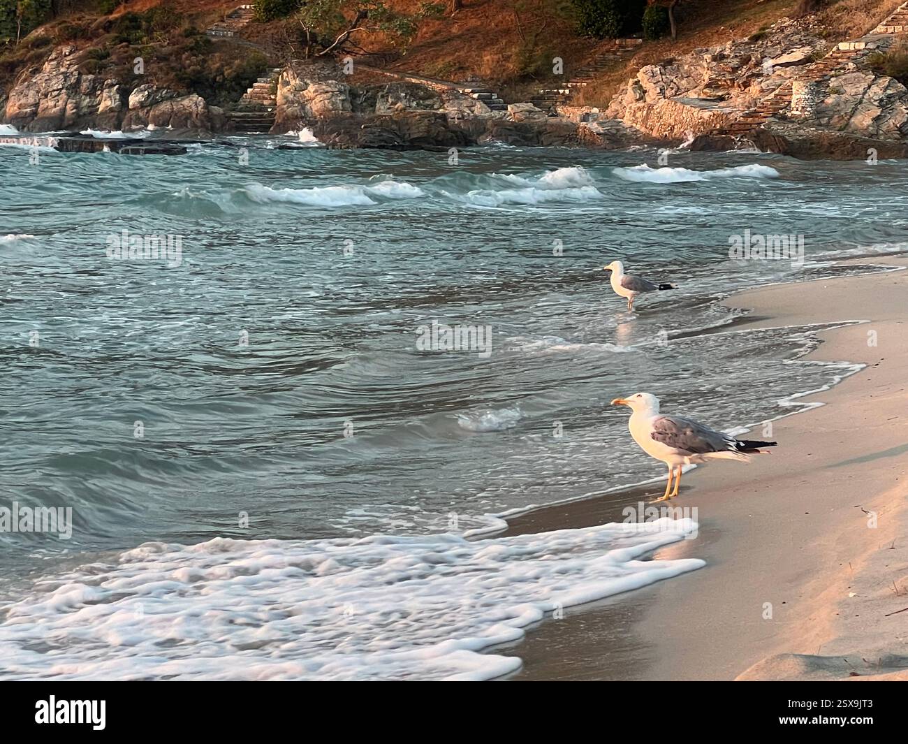Möwen stehen an einem Sandstrand, während Meereswellen hereinrollen, mit felsigen Klippen im Hintergrund, die eine ruhige Küstenszene einfangen. - Smartphone-aufgenommenes Stockfoto
