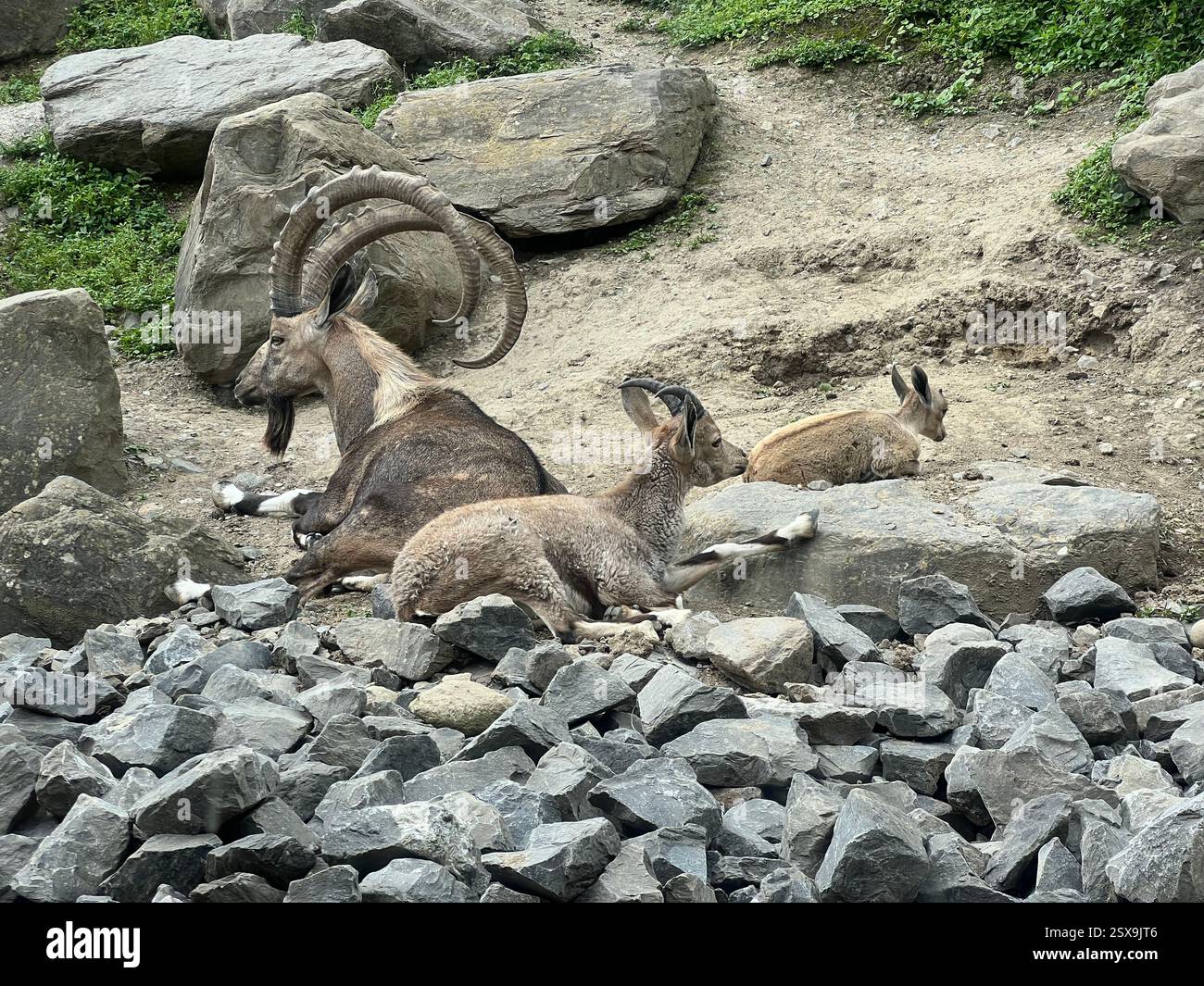 Eine Gruppe von alpinen Steinböcken, die auf felsigem Gelände ruhen und ihre beeindruckenden geschwungenen Hörner und die natürliche Anpassung an die raue Bergwelt zeigen. - Smartphone-aufgenommenes Stockfoto