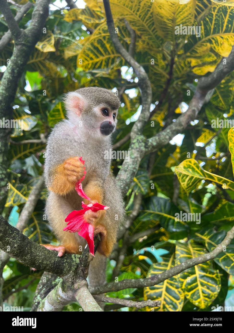 Ein Eichhörnchenaffe, der auf einem Ast thront und eine hellrote Hibiskusblüte hält, umgeben von üppigem tropischem Laub in seinem natürlichen Lebensraum. Stockfoto