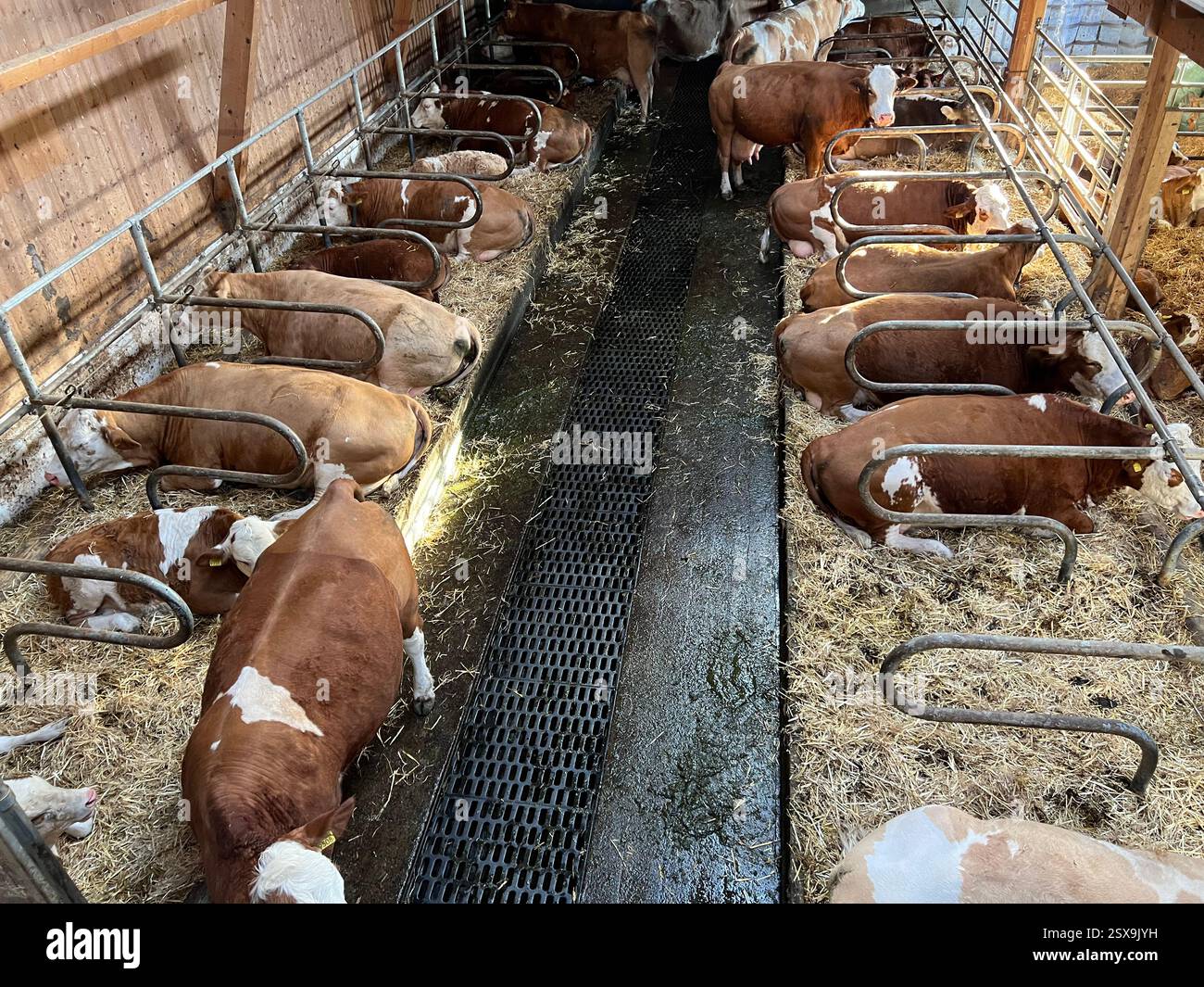 Kühe ruhen in einer gut gepflegten Scheune mit Stroheinstreu, in der traditionelle Viehzucht und Tierpflege in einer landwirtschaftlichen Umgebung präsentiert werden. Stockfoto