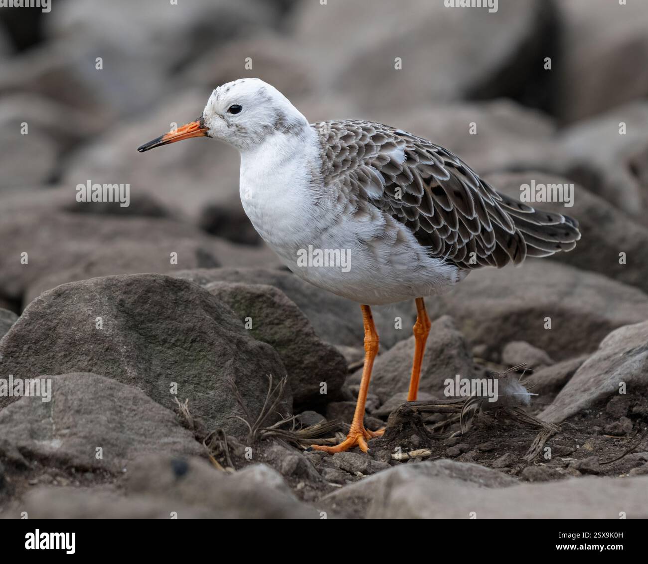 Ruff Stockfoto