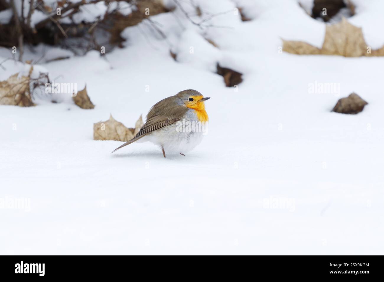 Europäischer rotkehlchen (erithacus rubecula), der im Frühjahr im Schnee steht. Stockfoto