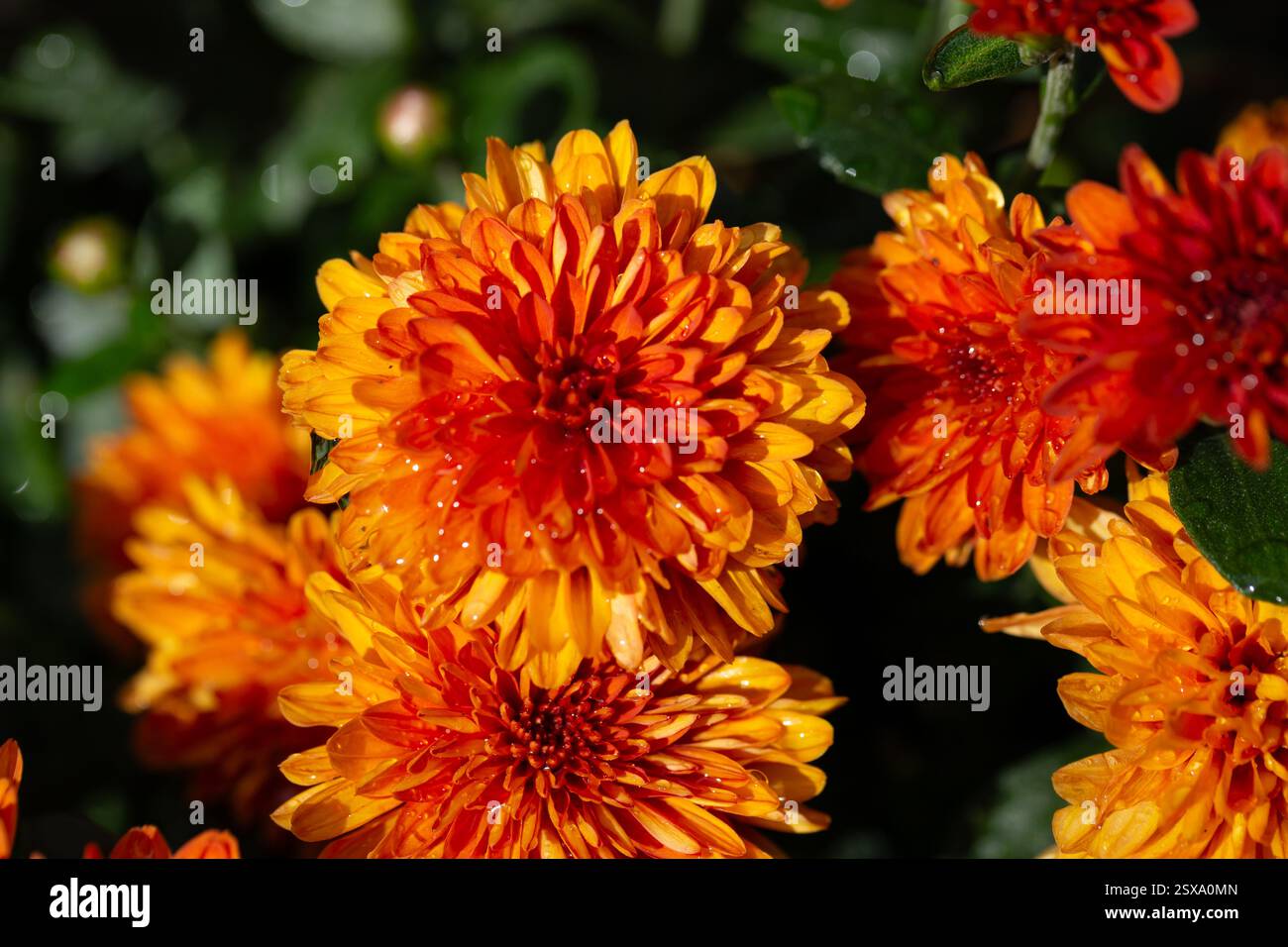 Chrysantheme multiflora Conaco Orange auf grünem Hintergrund Stockfoto