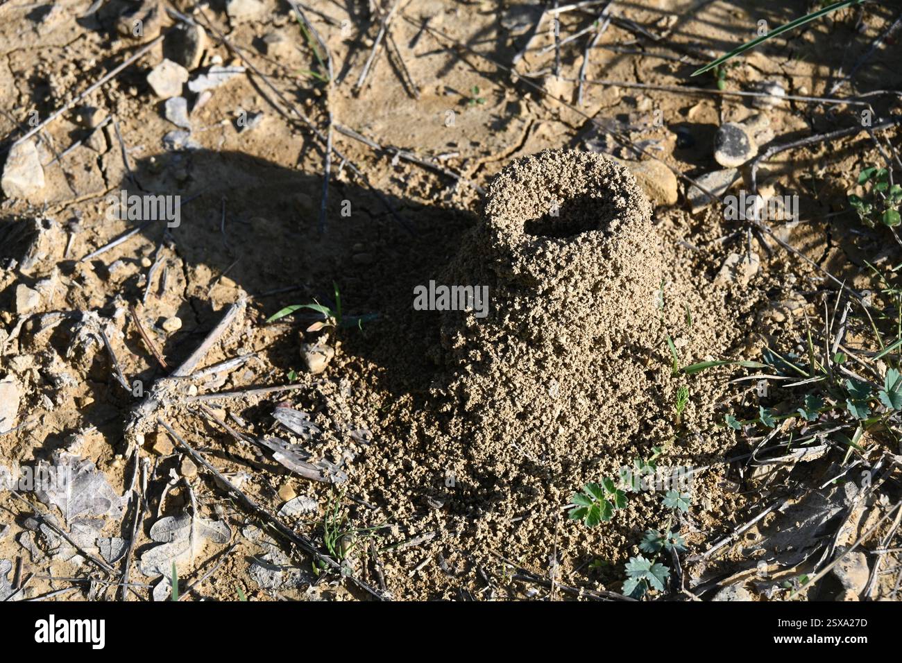 Konisch geformtes Ant-Bed oder Eintritt zum Ant Hill, Ant Nest und Ant Colony Stockfoto
