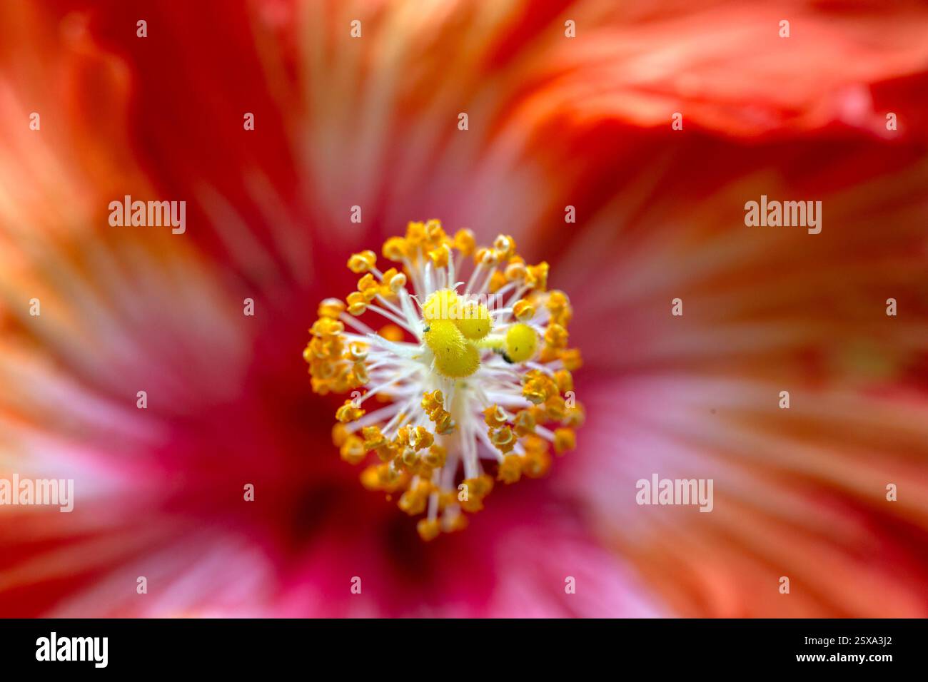 Nahaufnahme der Innenseite der Hibiskus-Blüte (unbekannte Sorte) mit Stamen und Antheren Stockfoto