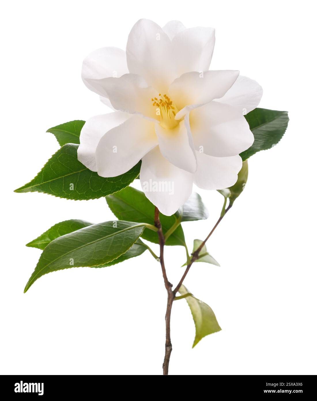 Weiße Kamelie isoliert auf weißem Hintergrund Stockfoto