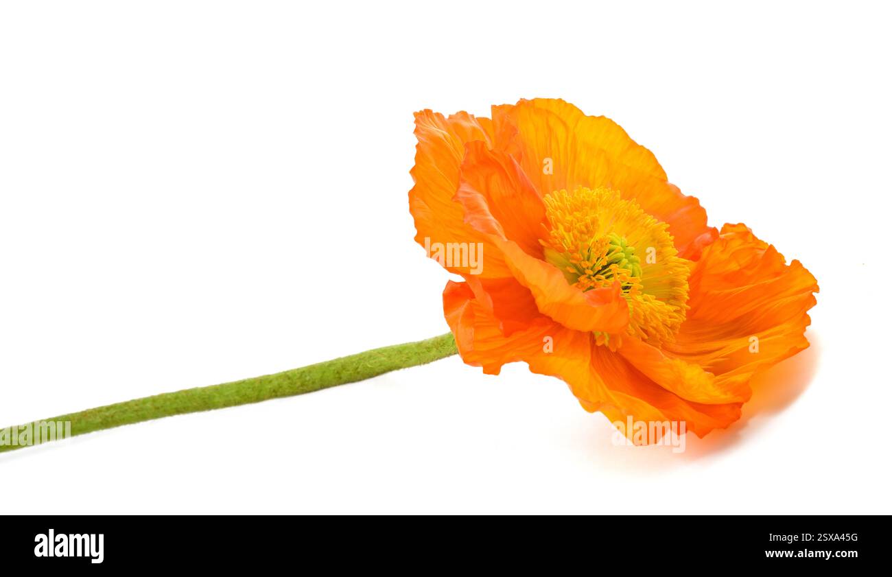 Orange poppy flower auf weißem Hintergrund Stockfoto