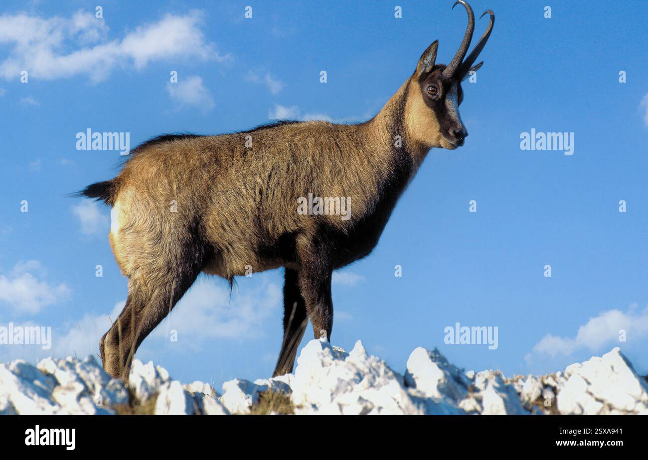 Italien Abruzzen Nationalpark der Abruzzen Chamois der Abruzzen (Rupicapra pyrenaica ornata) Stockfoto