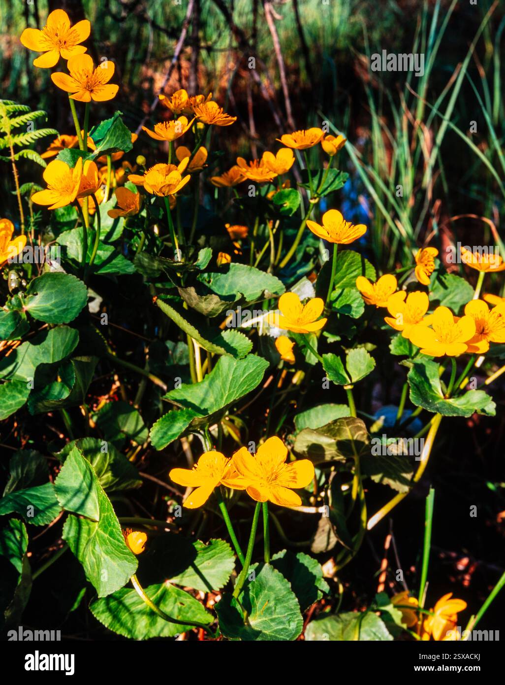Caltha palustris Stockfoto