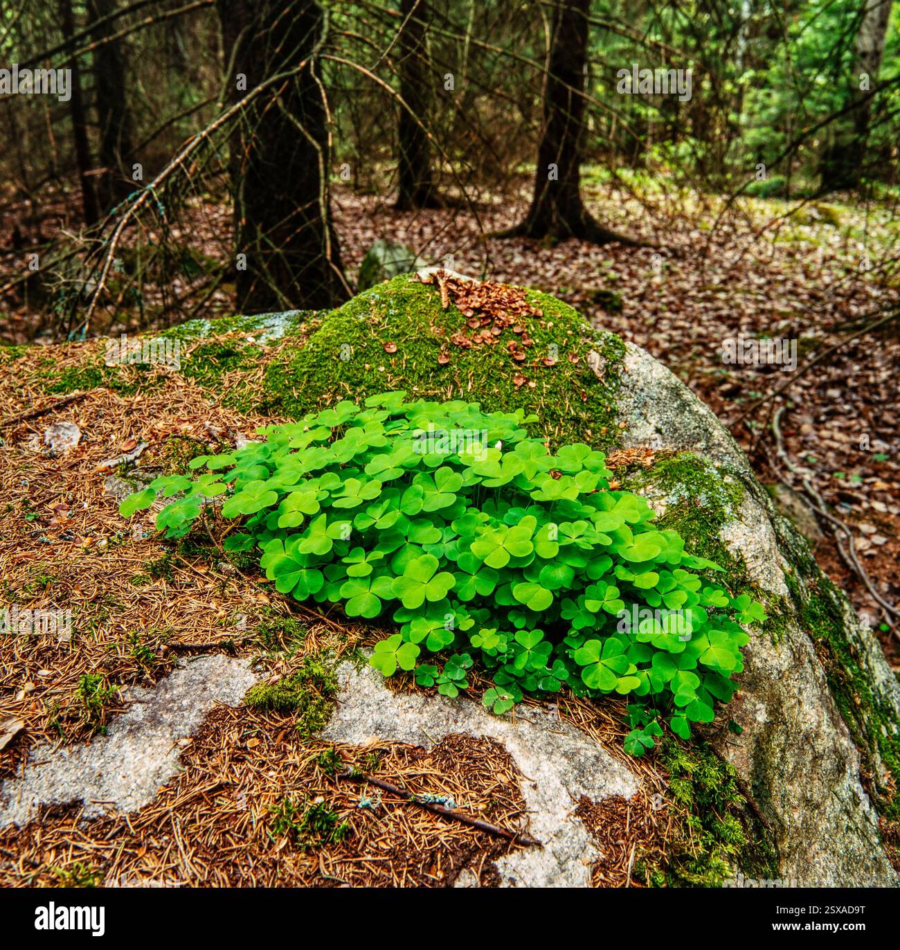 Oxalis acetosella Stockfoto