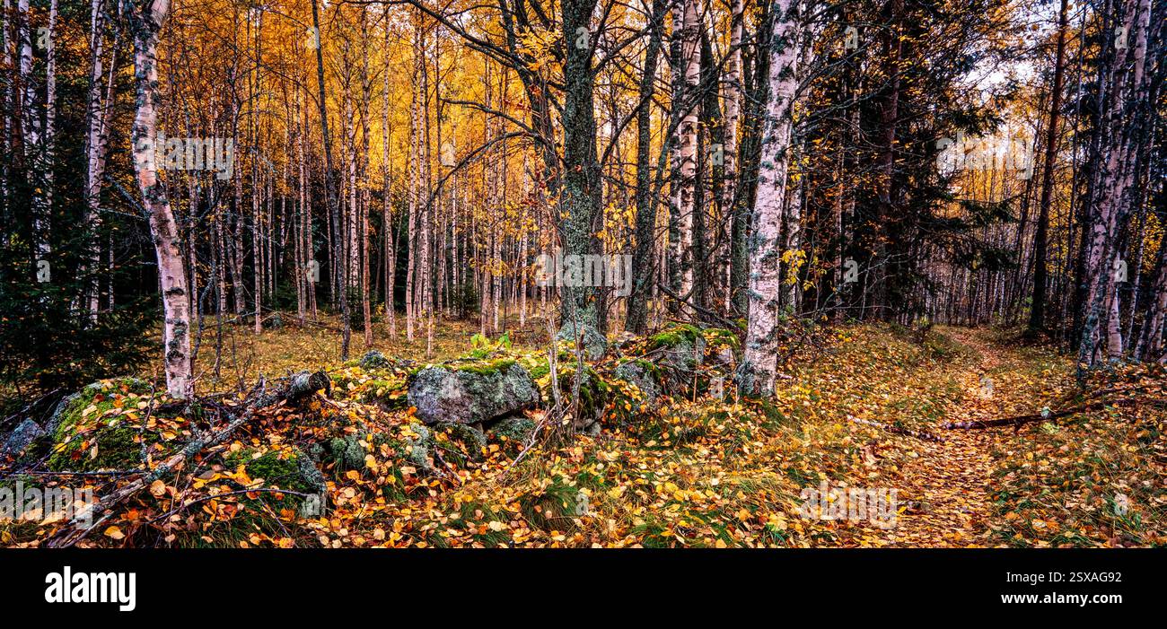 Laubwald im Herbst Stockfoto