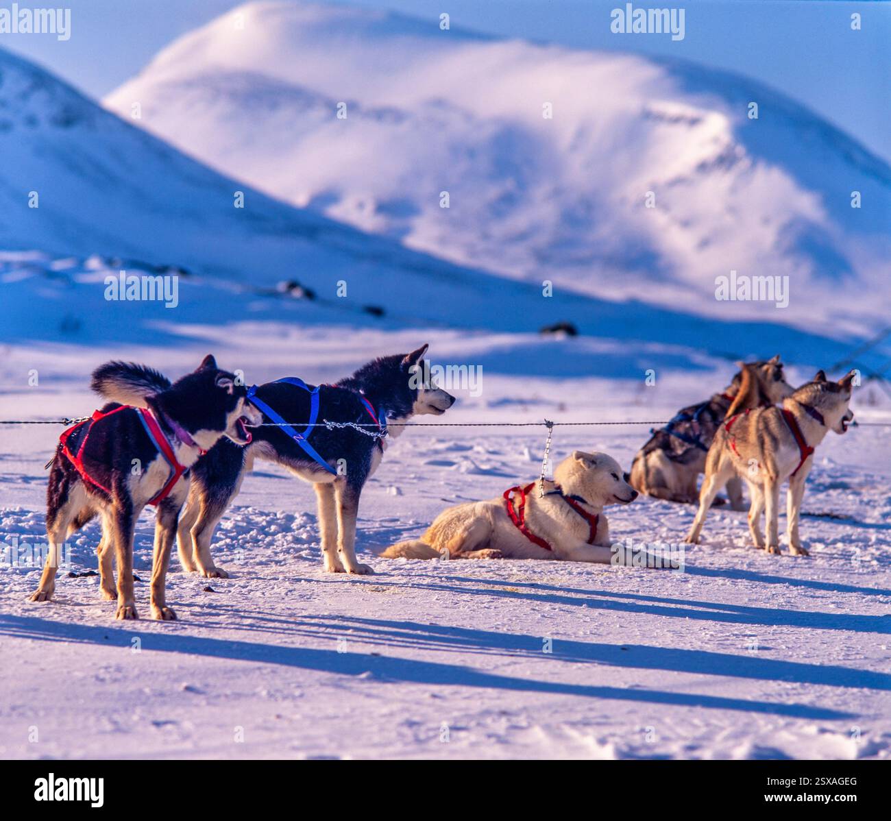Siberian Husky Stockfoto