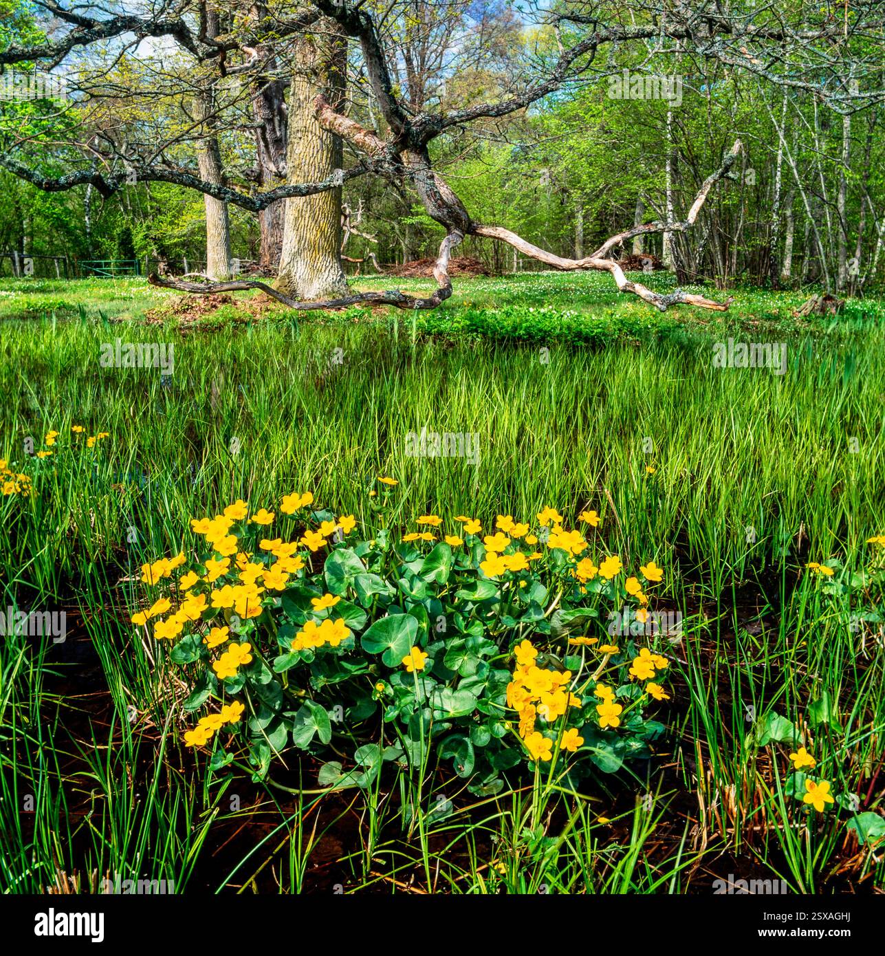 Marsh-Ringelblume Stockfoto