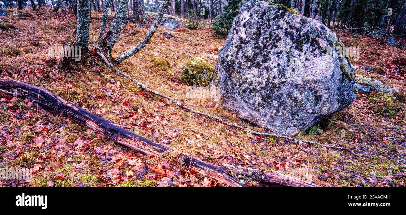Wald-Interieur Stockfoto