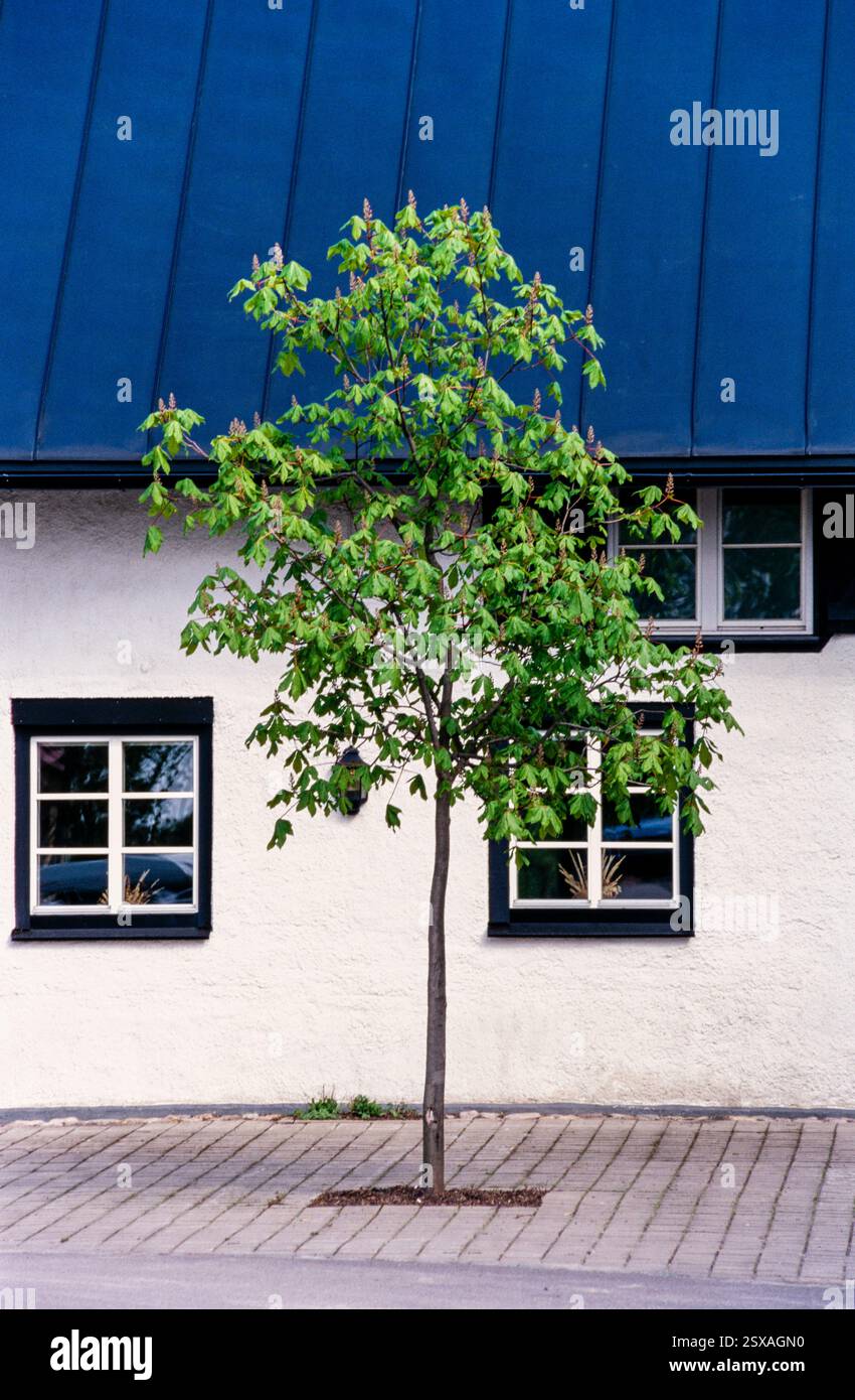 Unterbringen Sie einen kleinen Baum Stockfoto