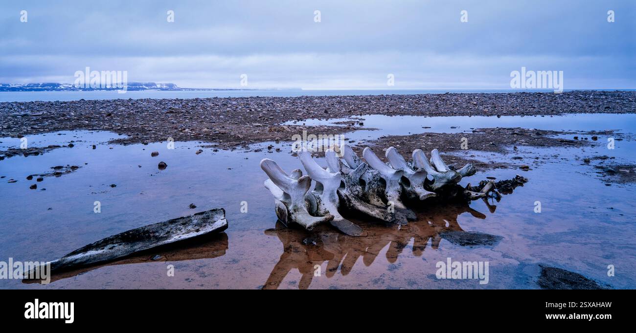 Walskelett, Svalbard Stockfoto