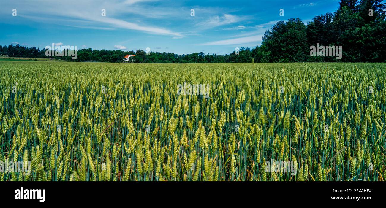 Weizenfeld Stockfoto