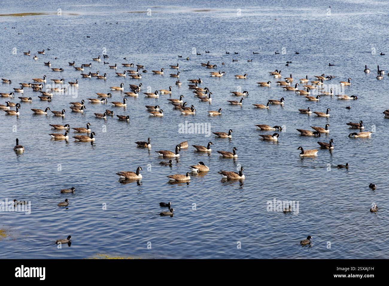 Canada Gänse, Branta canadensis, am Chew Valley Lake, Somerset, England, Großbritannien Stockfoto