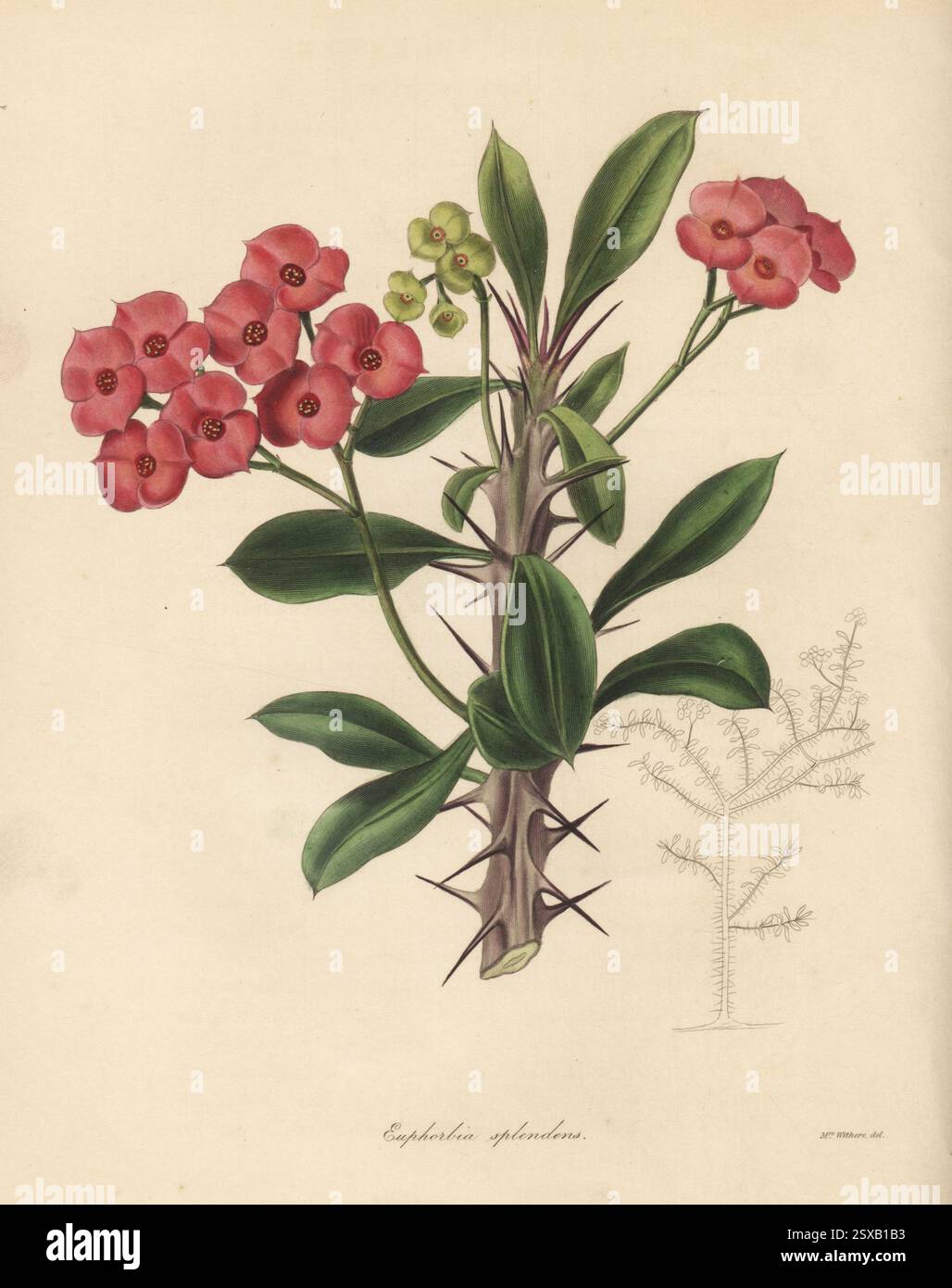 Splendid euphorbia oder soongo soongo, Euphorbia splendens. Geboren in Madagaskar, entdeckt von dem tschechischen Botaniker Professor Wenceslas Bojer. Handkolorierter Kupferstich nach einer botanischen Illustration von Augusta Withers von Benjamin Maund und Reverend John Stevens Henslows The Botaniker, London, 1836. Augusta Innes Withers (1793–1877) unterrichtete Botanische Kunst und wurde später Blumenmalerin im gewöhnlichen Stil von Königin Adelaide. Stockfoto