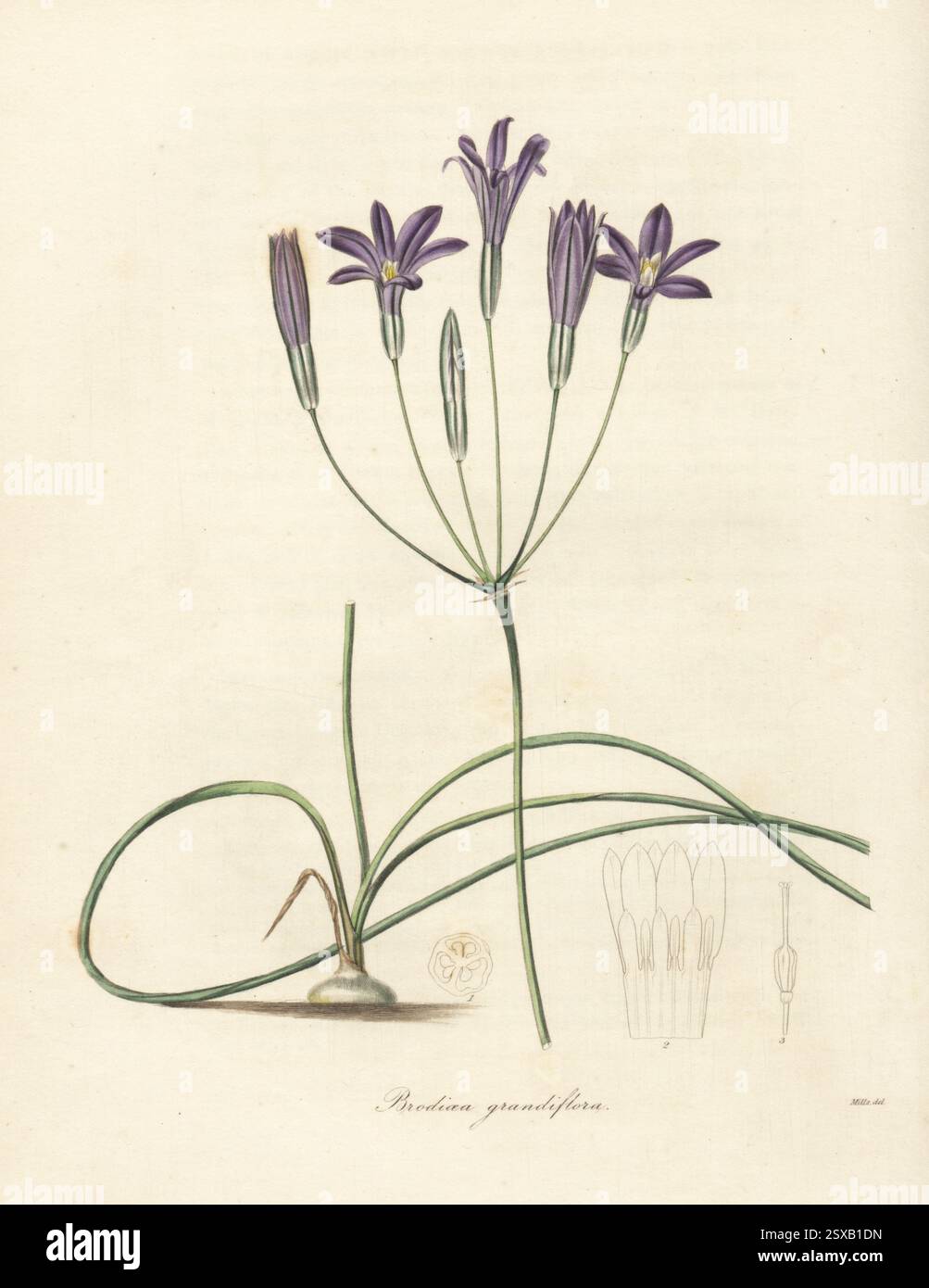 Ernten Sie Brodiäen oder Kronenbrodiäen, Brodiaea coronaria. Grossblütige Brodien, Brodiae grandiflora. Im Nordwesten Amerikas beheimatet, entdeckt vom schottischen Botaniker Archibald Menzies. Handkolorierter Kupferstich nach einer botanischen Illustration von Miss R. Mills von Benjamin Maund und Reverend John Stevens Henslows The Botaniker, London, 1836. Stockfoto