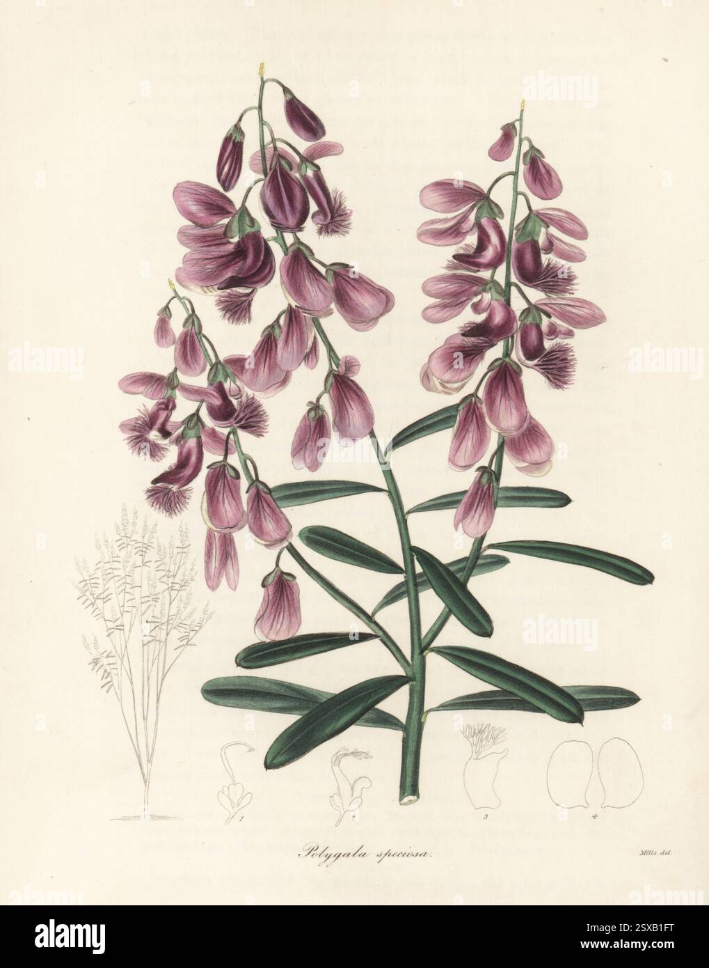 Schafmilchkraut, Polygala speciosa. Heimisch am Kap der Guten Hoffnung, Südafrika, importiert aus Samen von Sir John Jackson. Handkolorierter Kupferstich nach einer botanischen Illustration von Miss R. Mills von Benjamin Maund und Reverend John Stevens Henslows The Botaniker, London, 1836. Stockfoto