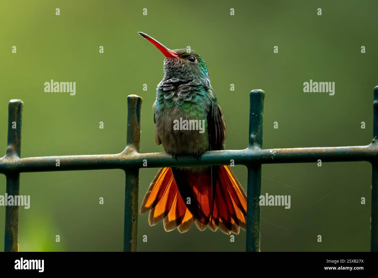 Ein Kolibri mit einem knallroten Schnabel sitzt auf einem grünen Metallzaun, dessen orangefarbene Schwanzfedern aufgefächert sind. Stockfoto
