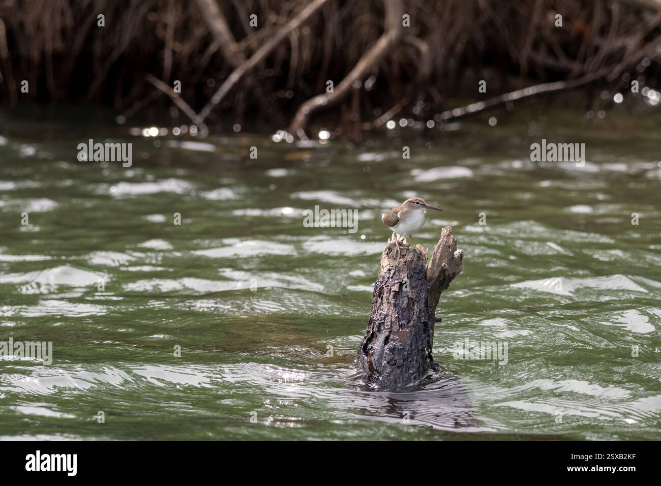 Ein kleiner Vogel sitzt auf einem verwitterten Baumstumpf im plätschernden Wasser. Stockfoto