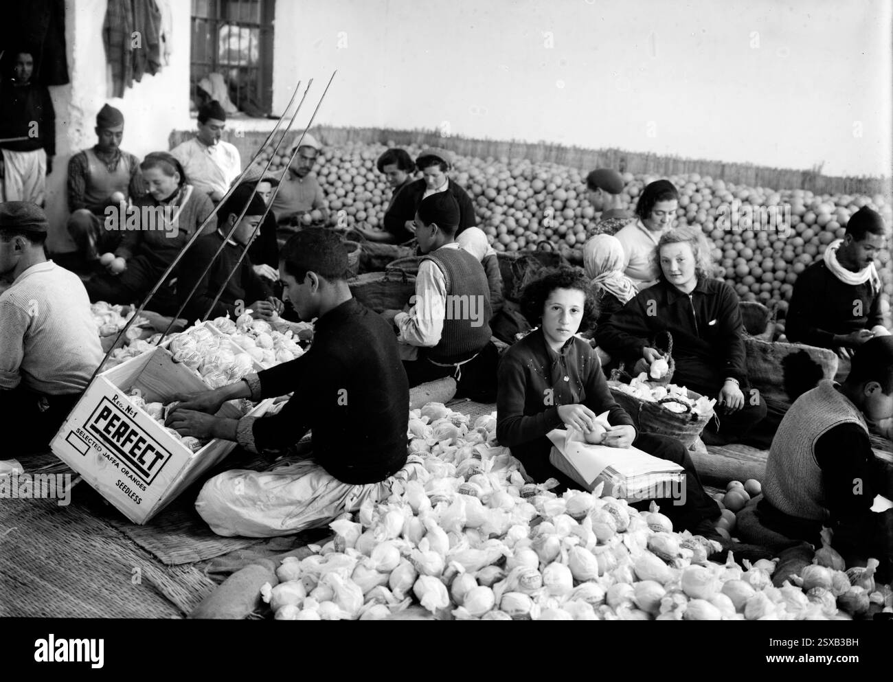 Historisches Foto des Packens von Orangen in Rehovoth durch gemischte Menschenmassen. Araber und Juden Stockfoto