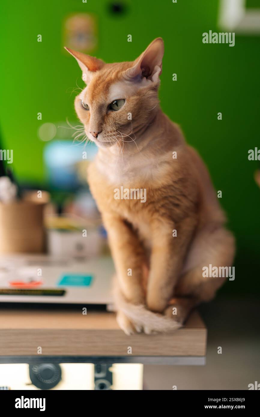 Vertikales Porträt einer ruhigen, orientalischen Ingwerkatze, die auf einer grünen Wand sitzt und posiert, lebendige Farben, die einen auffälligen Fellton und eine faszinierende Katze betonen Stockfoto