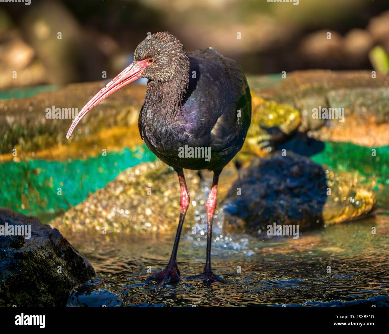 Ein Puna ibis Plegadis Ridgwayi steht im flachen Wasser mit einem anmutig geschwungenen Schnabel, der ein glänzendes Gefieder unter hellem Sonnenlicht und Andenanmut offenbart Stockfoto