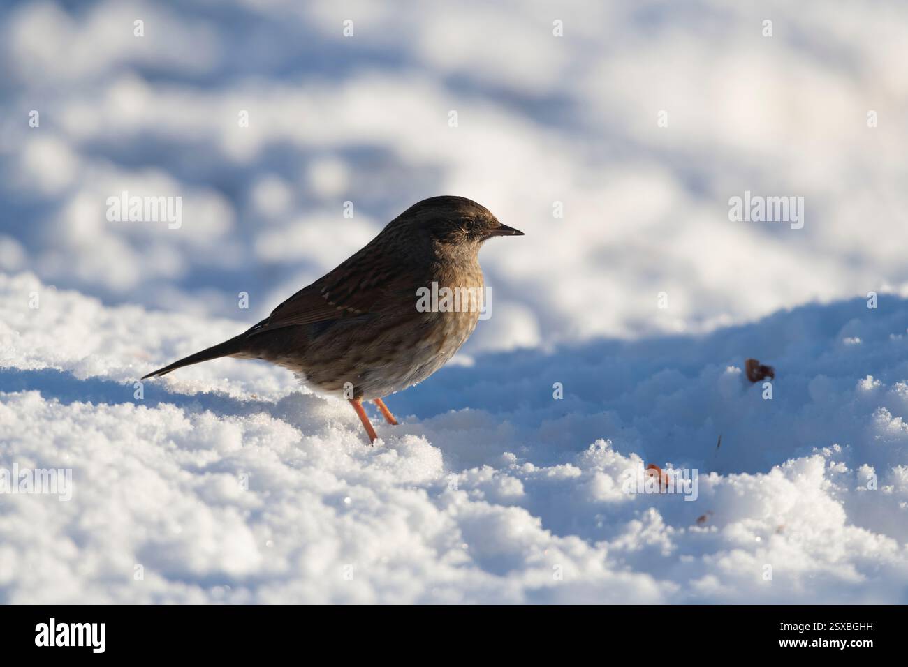 Ein Dunnock oder Hedge Sparrow (Prunella Modularis), der bei Wintersonne im Schnee nach Nahrung sucht Stockfoto