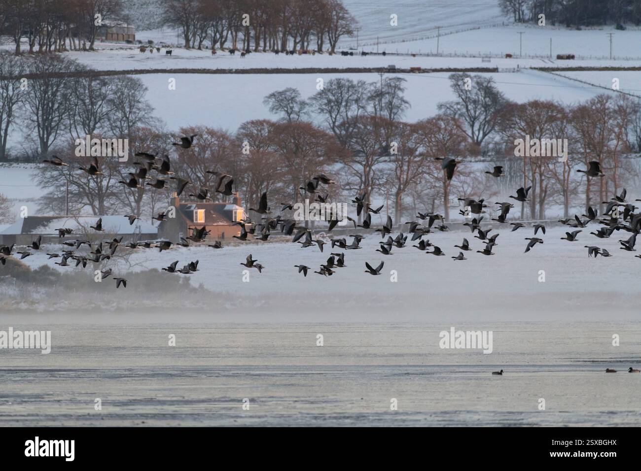 Eine Schar rosa-Fußgänse (Anser Brachyrhynchus), die bei Tagesanbruch an einem nebeligen Wintermorgen über dem gefrorenen Loch of Skene fliegen Stockfoto
