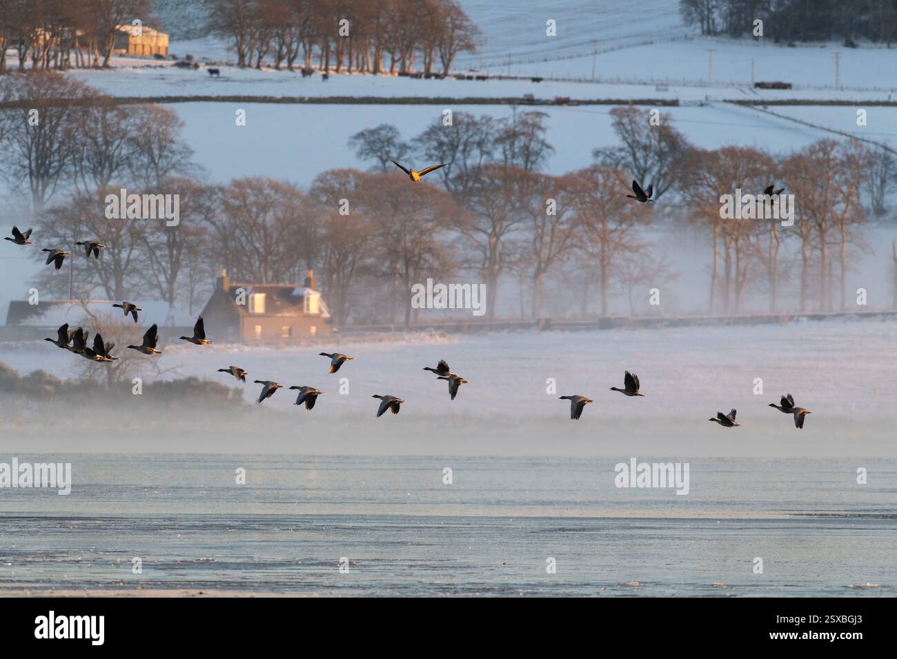 Eine Linie rosafarbener Gänse (Anser Brachyrhynchus), die bei Sonnenaufgang an einem nebligen Wintermorgen vom gefrorenen Loch of Skene abheben Stockfoto