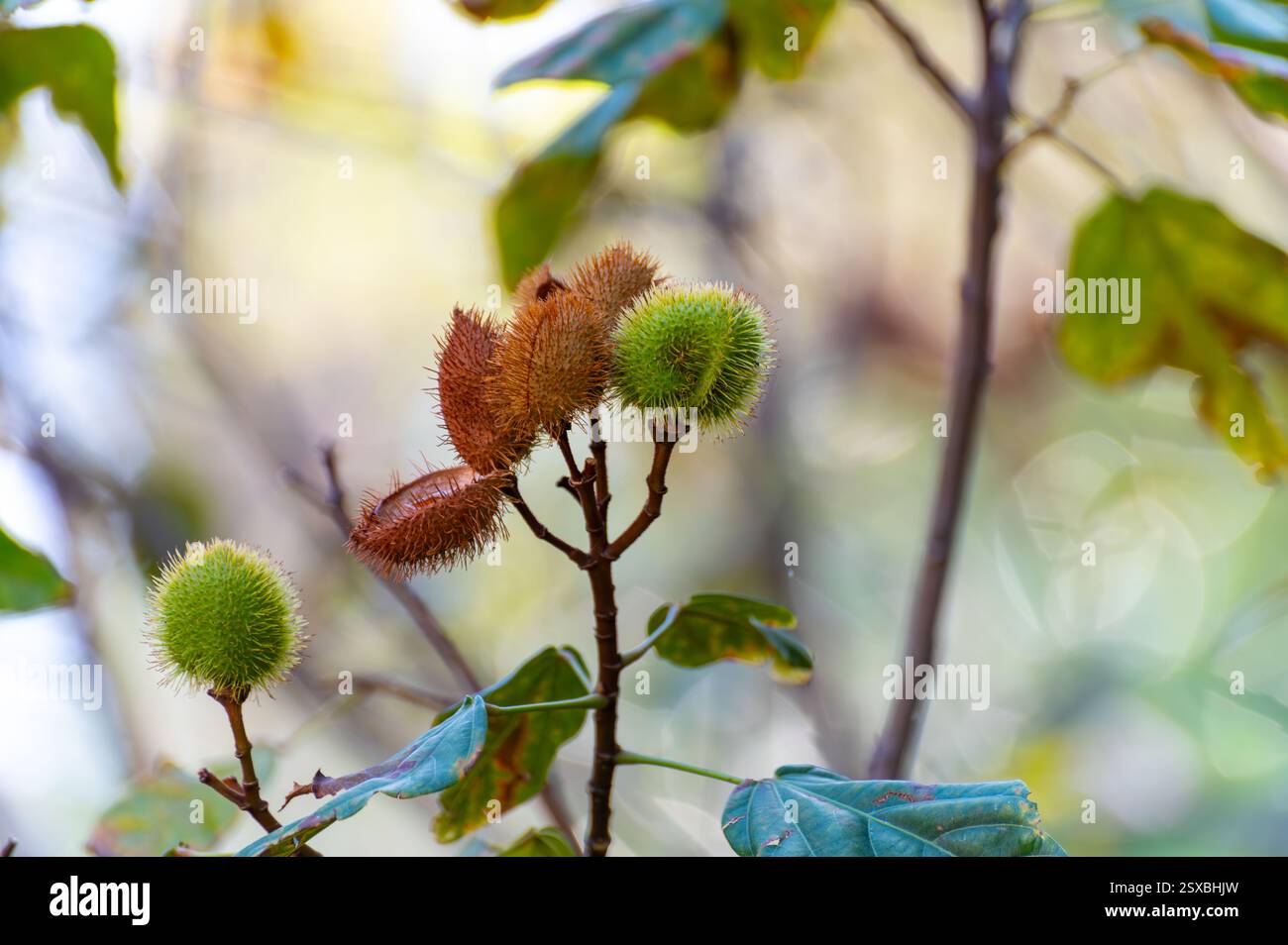 Bixa Orellana oder Achiote Pflanze, Quelle von Anato, natürliches reifes orange-rotes Gewürz, das zur Färbung von Lebensmitteln, Körperfarbe, Gewürz verwendet wird Stockfoto