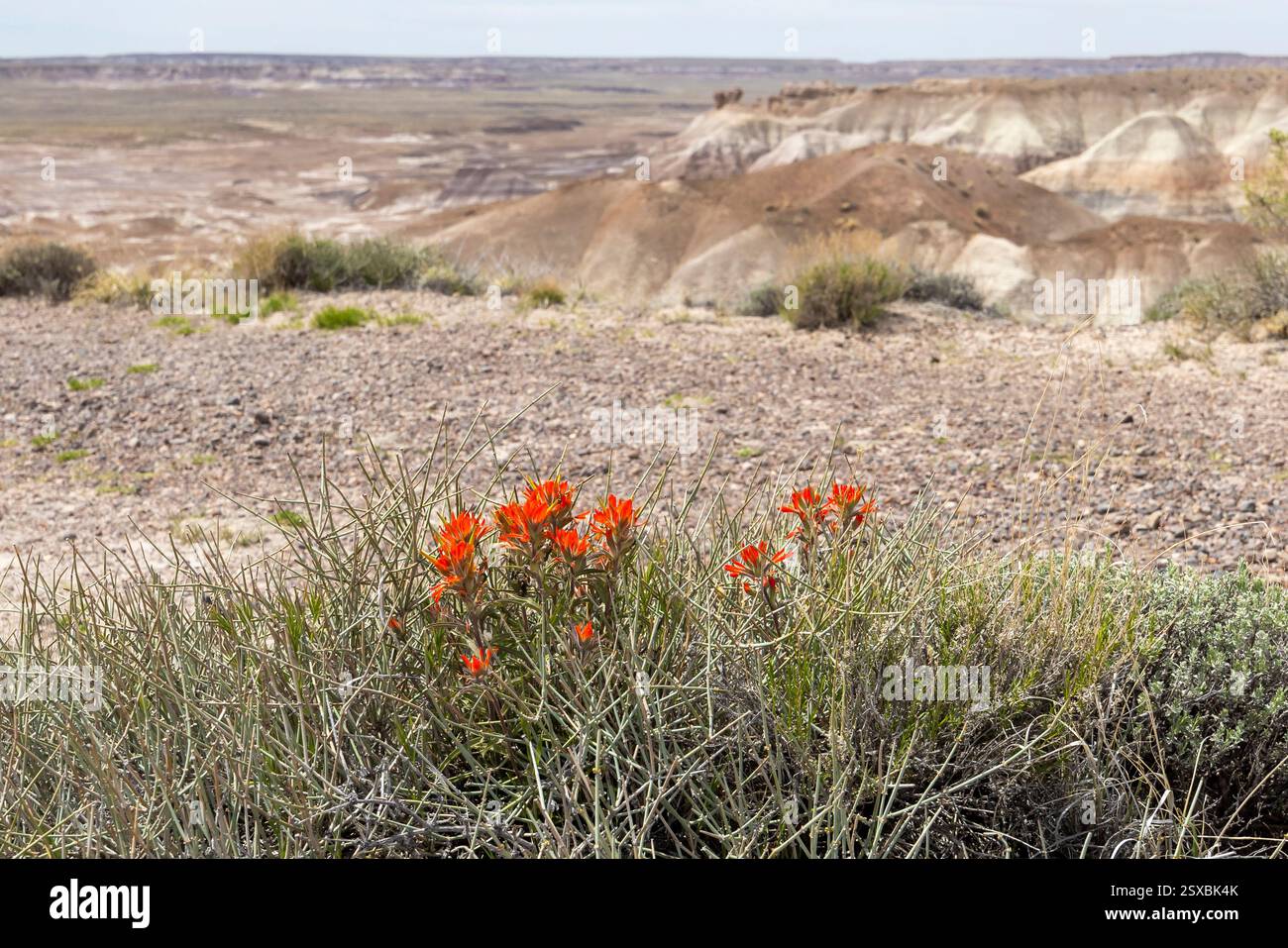 Rote indische Pinselblüten wachsen unter Wüstensträuchern im Petrified Forest National Park, Arizona, USA Stockfoto