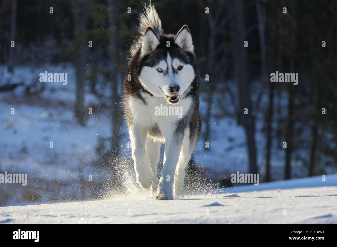 Sibirischer Husky joggert im Schnee – Gigapixel Super Sharp Stockfoto