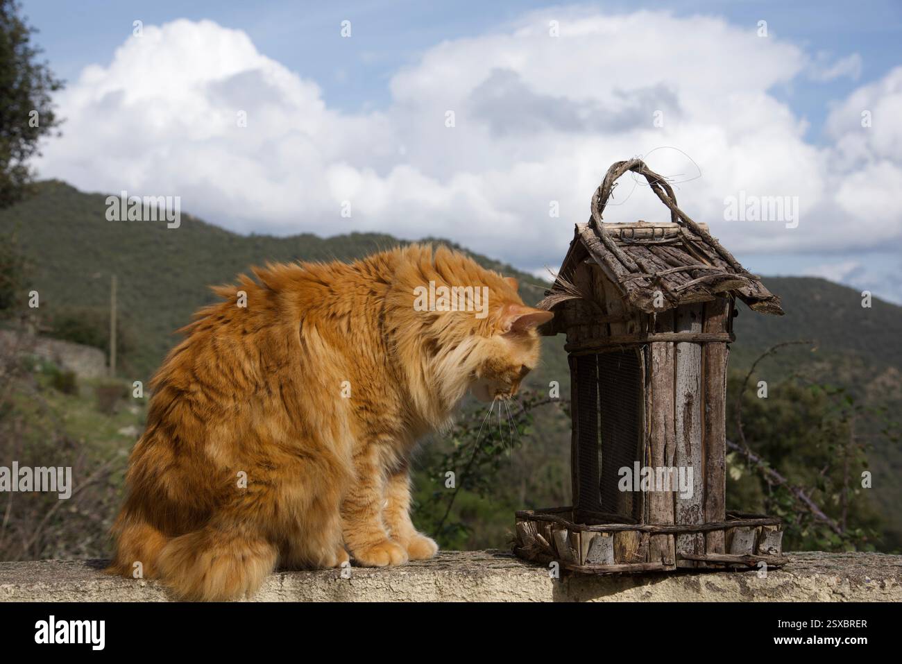 Seltene schöne flauschige Ingwer Tabby Weibchen langhaarig Stockfoto