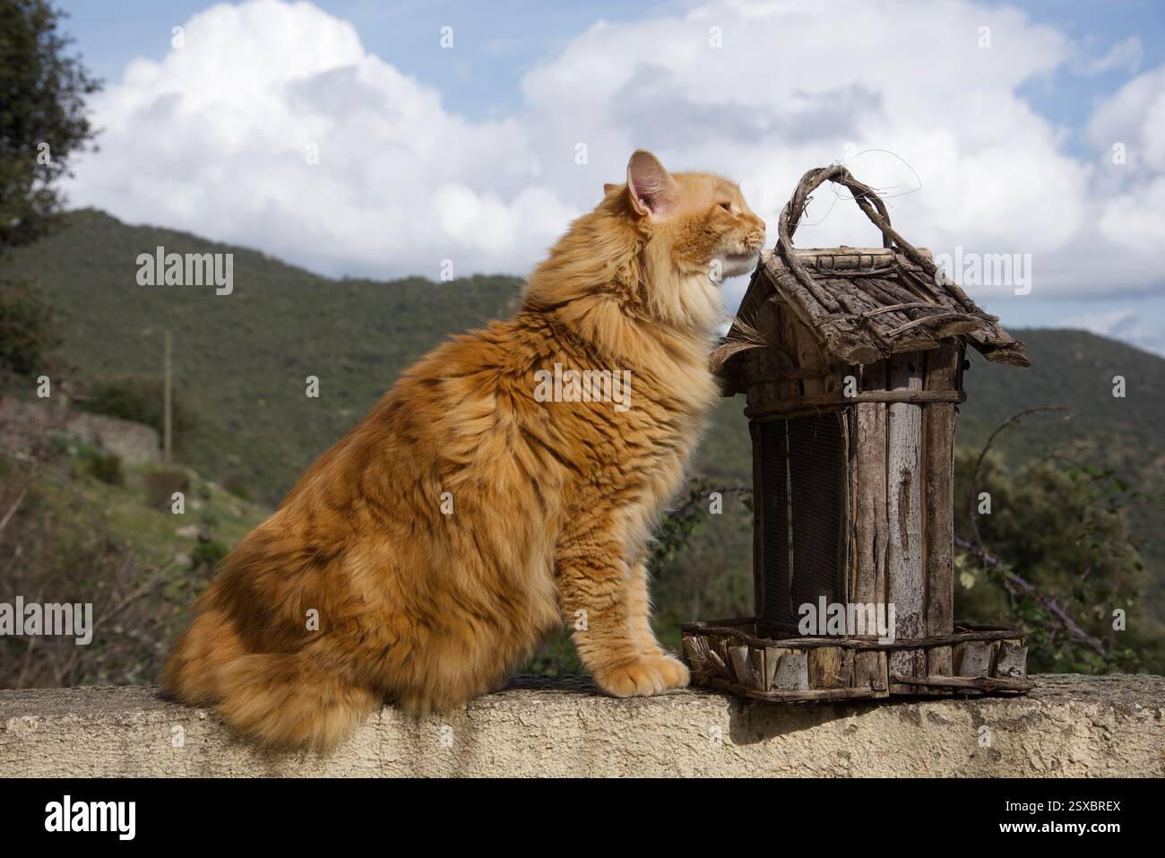 Seltene schöne flauschige Ingwer Tabby Weibchen langhaarig Stockfoto