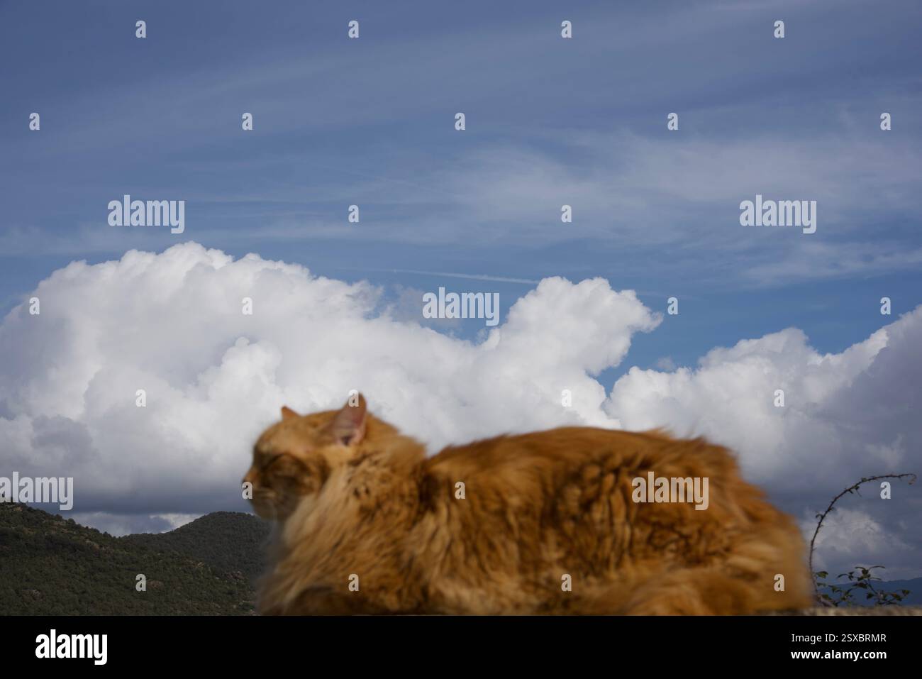 Seltene schöne flauschige Ingwer Tabby Weibchen langhaarig Stockfoto
